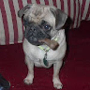 Meet your Posher, Izzy